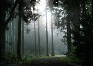 Duch v lese